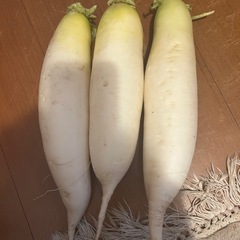 家庭菜園で採れた大根3本④
