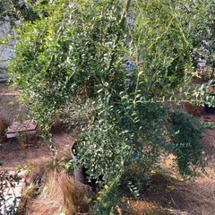 フィンガーライムジャパン　グリーンジャイアントの画像