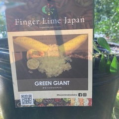 フィンガーライムジャパン　グリーンジャイアントの画像