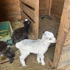 goat - 山武市