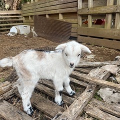 goat - その他