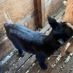 goat − 千葉県