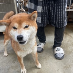 可愛い　柴犬の女の子 - 犬