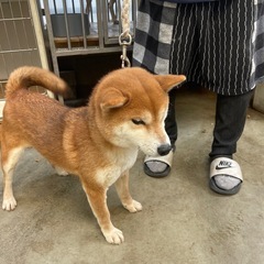 可愛い　柴犬の女の子