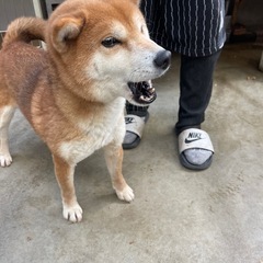 可愛い　柴犬の女の子 - 岡山市