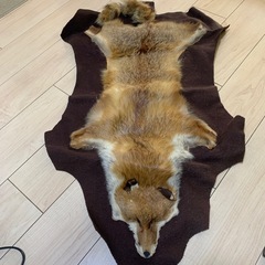 お譲り先決定‼️
キツネ🦊の剥製