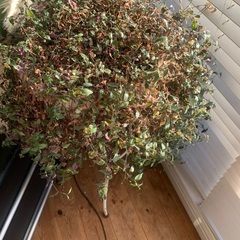 ブライダルベール鉢植えの画像