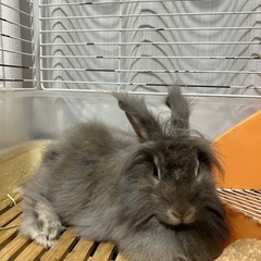 うさぎの里親募集