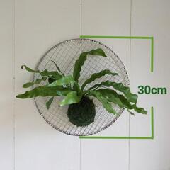 🌿アスプレニウム.ハンギング（屋内外兼用）/観葉植物🌿