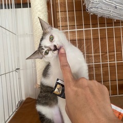 甘えん坊キジ白の男の子