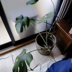 観葉植物セット