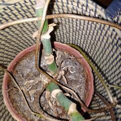 観葉植物セットの画像