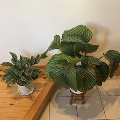 カラテア オルビフォリア、カラテアフレディ 観葉植物