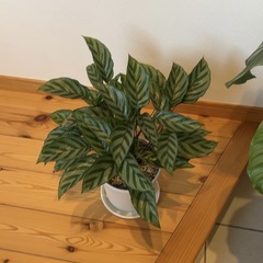 カラテア オルビフォリア、カラテアフレディ 観葉植物の画像
