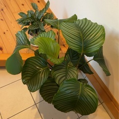カラテア オルビフォリア、カラテアフレディ 観葉植物の画像