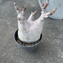 パキポディウムグラキリス
の画像