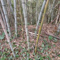 竹沢山無料で差し上げます。野菜の支柱、工作、物干し等