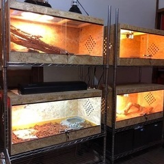爬虫類ゲージ900〜