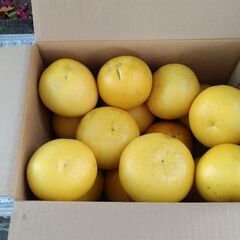 柑橘類が好きな人、ブンタンどうですか。