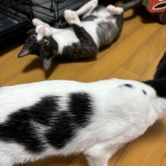 9ヶ月 - 猫