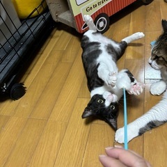 9ヶ月 − 千葉県