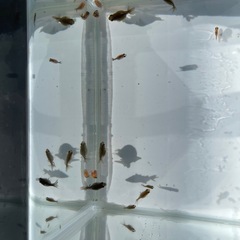 ●完売●ピンポンパール  かわいい金魚 稚魚まとめ売り（6匹)