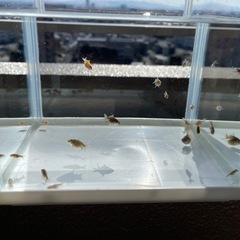 ●完売●ピンポンパール  かわいい金魚 稚魚まとめ売り（6匹)の画像