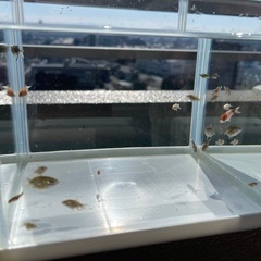 ●完売●ピンポンパール  かわいい金魚 稚魚まとめ売り（6匹)の画像