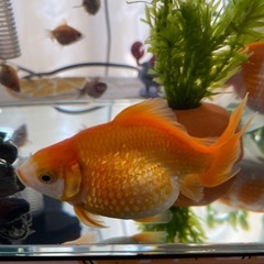●完売●ピンポンパール  かわいい金魚 稚魚まとめ売り（6匹)の画像