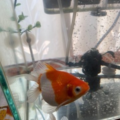 ●完売●ピンポンパール  かわいい金魚 稚魚まとめ売り（6匹)の画像