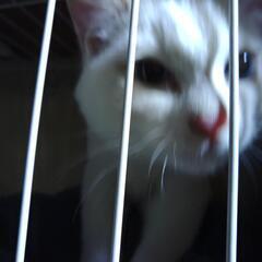 迷子子猫ちやん里親募集　届け出済み　飼い主不在確認済み