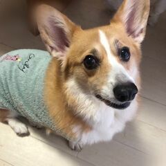 とても優しくて穏やかな性格の男の子 - 犬