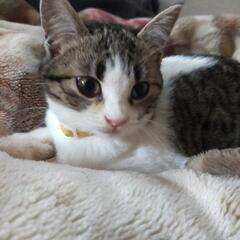 元気いっぱいキジ白の美猫ちゃん