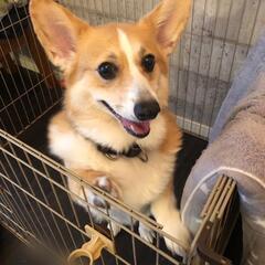 元気いっぱいな男の子 - 犬
