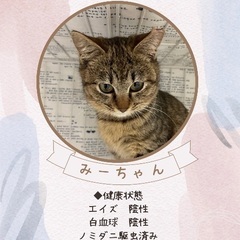 🍓筑紫野ベレッサほご猫譲渡会🍓 🐈‍⬛4月13日  11時から1...