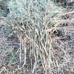 笹、篠竹　園芸　支柱などに