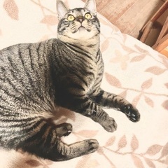 里親募集中 - 猫