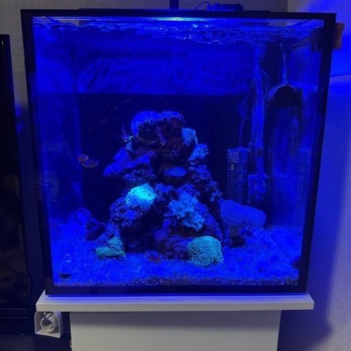 受付終了。レッドシーMAX NANO G2 Cube  