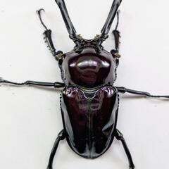 ニジイロクワガタ(紫紺系）ペア①