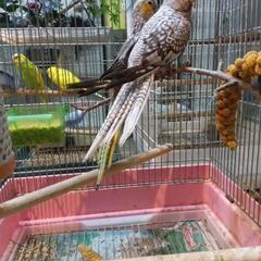オカメインコ　ベタ馴れ