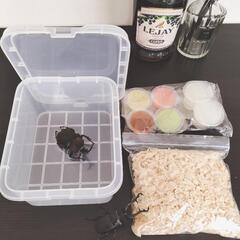 カブトムシ、クワガタ、小型昆虫飼育セット