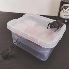 カブトムシ、クワガタ、小型昆虫の飼育セットの画像