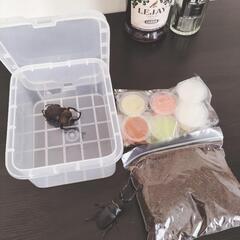 カブトムシ、クワガタ、小型昆虫の飼育セット