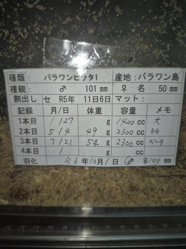 パラワンオオヒラタクワガタペア