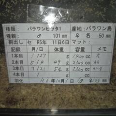 パラワンオオヒラタクワガタペア