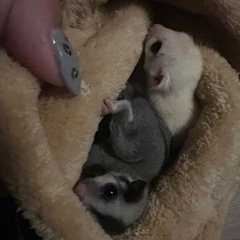 フクロモモンガ