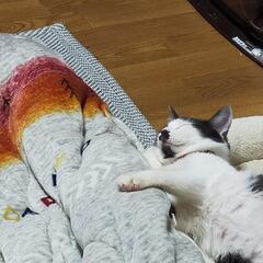 シャイでおっとりシロクロ猫くん - 里親募集