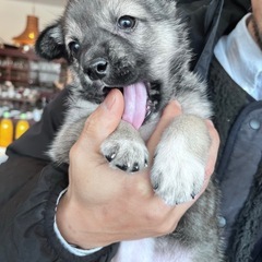 仔犬里親募集　(仮名)むーちゃん - 今治市