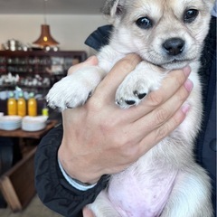 仔犬里親募集　(仮名)てらちゃん