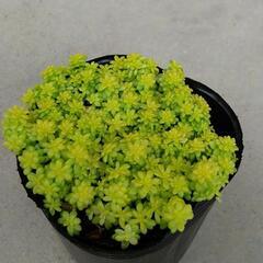 黄金細葉万年草